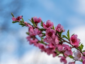 花卉开花后的肥料选择与春天插种花卉的种类开花过后施什么肥